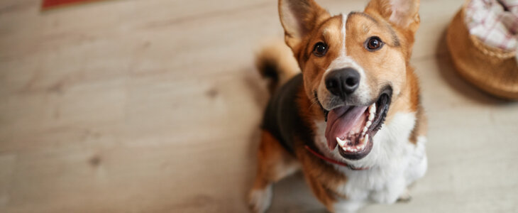 portrait of happy dog looking up at camera with smile